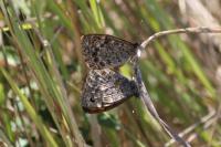 Lasiommata megera