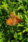 Ochlodes sylvanus