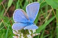 Polyommatus icarus