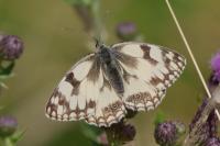 Melanargia galathea