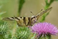 Iphiclides podalirius