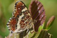 Araschnia levana