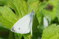 Pieris napi