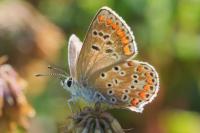 Aricia agestis