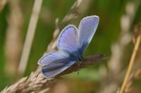 Polyommatus icarus