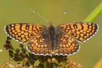 Melitaea cinxia
