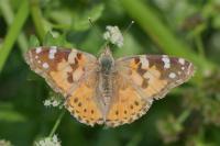 Vanessa cardui