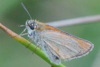 Thymelicus sylvestris