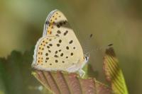 Lycaena tityrus