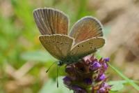Cyaniris semiargus