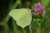 Gonepteryx rhamni