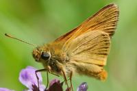 Ochlodes sylvanus