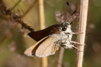 Thymelicus sylvestris
