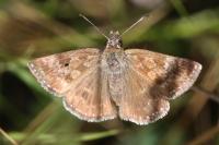 Erynnis tages