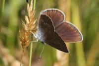 Cyaniris semiargus