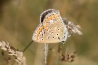 Polyommatus icarus