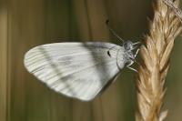 Leptidea sinapis