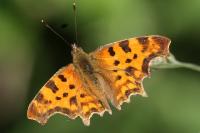 Polygonia c-album