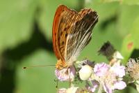 Argynnis paphia