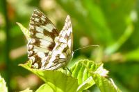 Melanargia galathea