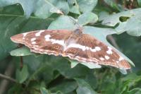 Apatura iris