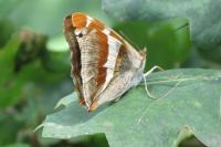 Apatura iris