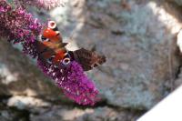 Aglais io