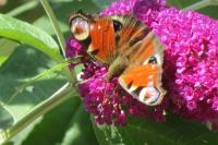 Aglais io