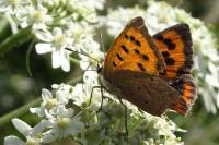 Lycaena phlaeas