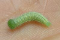 Lasiommata megera