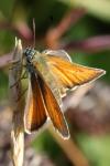 Thymelicus