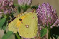 Colias crocea