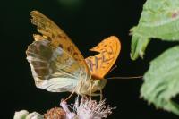 Argynnis paphia