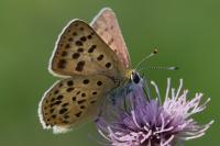 Lycaena tityrus