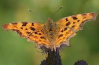 Polygonia c-album