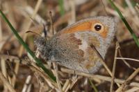 Coenonympha pamphilus
