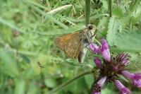 Ochlodes sylvanus