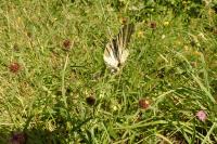 Iphiclides podalirius