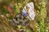 Melanargia galathea