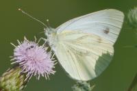 Pieris napi
