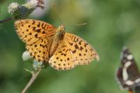 Brenthis daphne