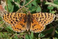 Melitaea didyma