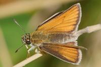 Thymelicus lineola
