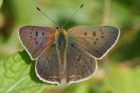 Lycaena tityrus