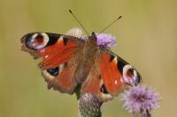 Aglais io