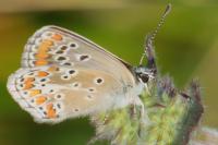 Aricia agestis