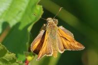 Ochlodes sylvanus