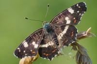 Araschnia levana