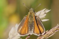 Thymelicus lineola