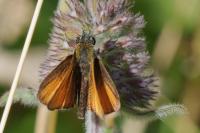 Thymelicus lineola